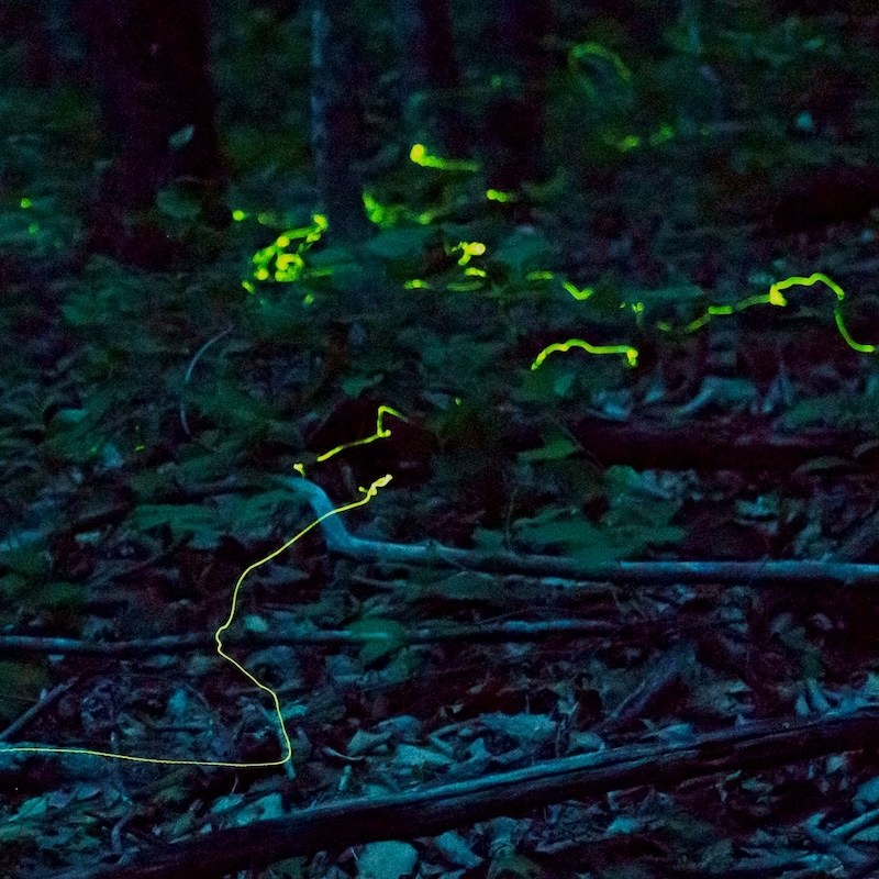 2017-05-26_pisgah-national-forest_blue-ghost-firefly-gong-to-join-others-compressed