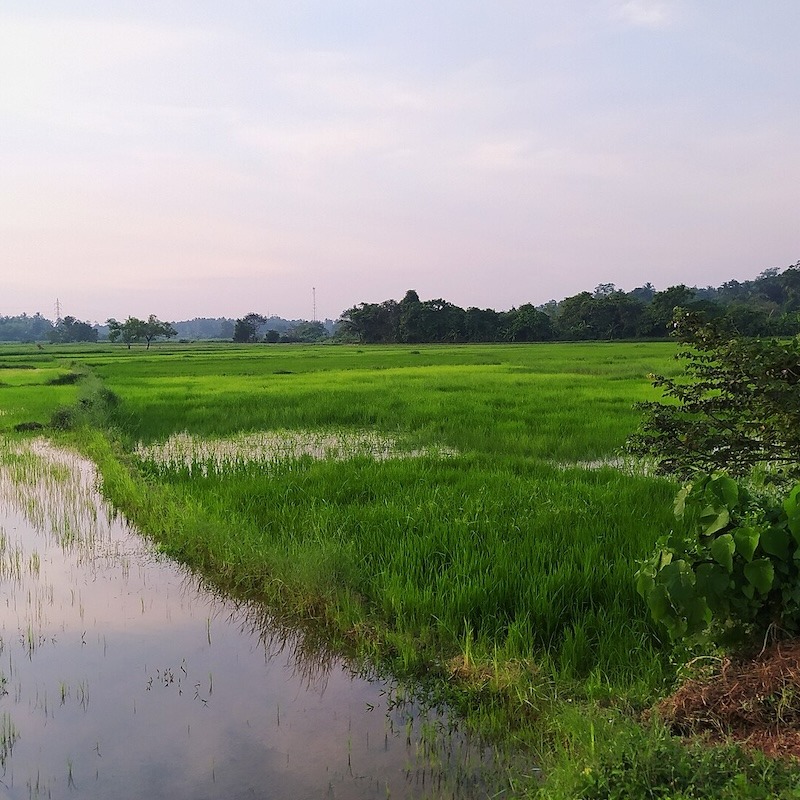Paddy_field_after_a_rain-compressed